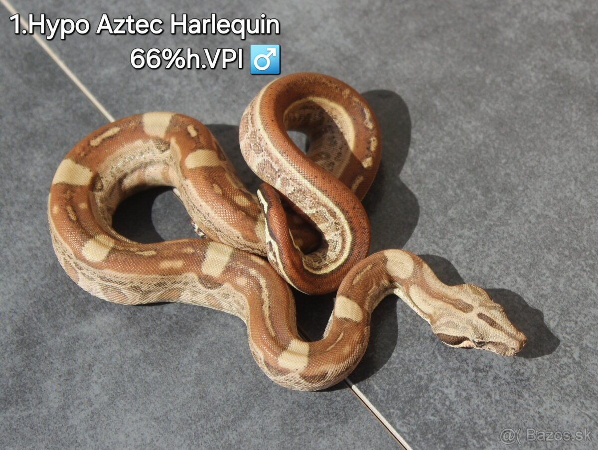 Boa constrictor "Harlequin" - 3
