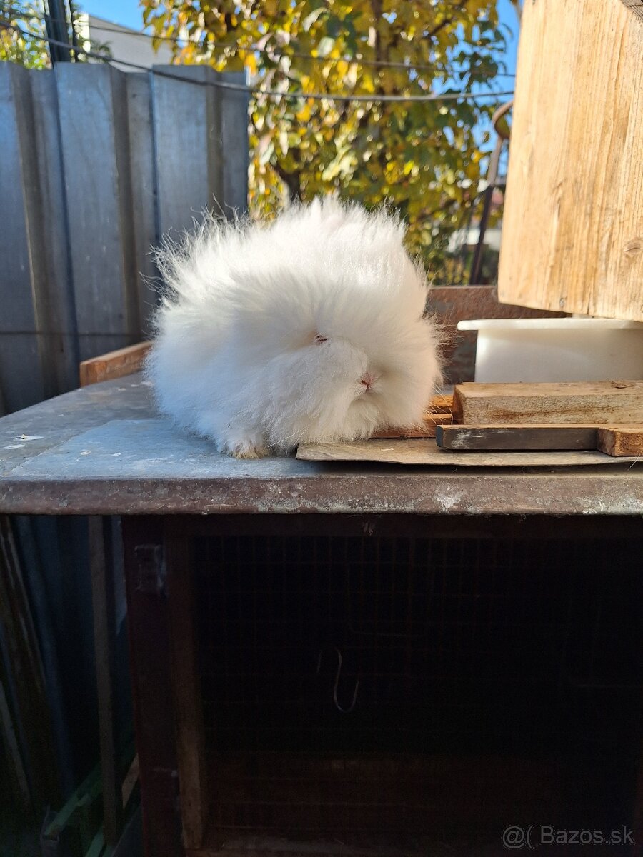 Zakrsly teddy kralik - 3