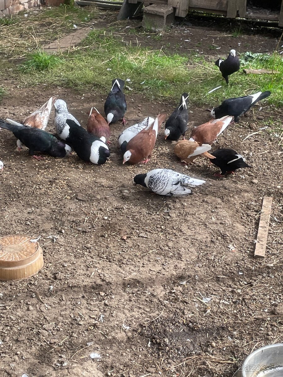 Slovenský hrvoliak - 3