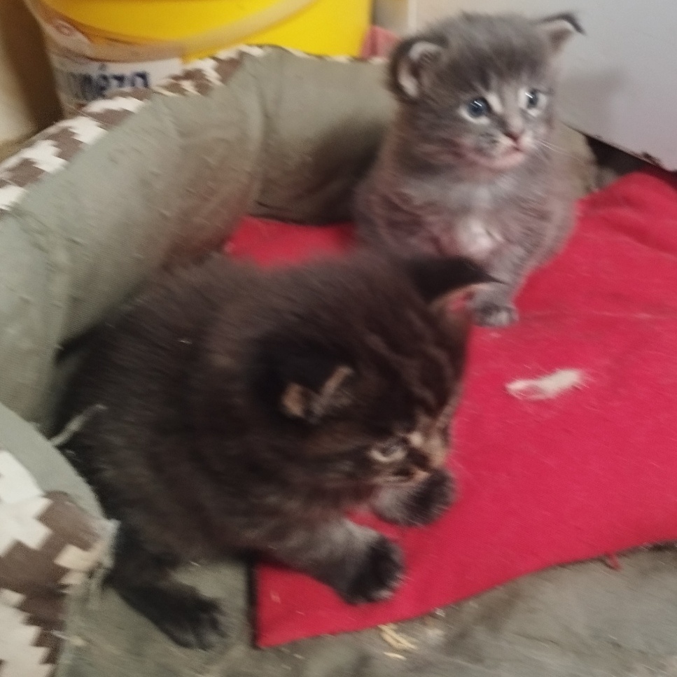 Mainska mývalia mačka - 3