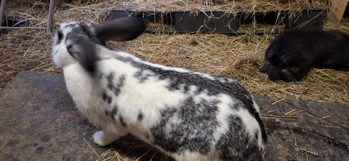 Predám samičky - 3