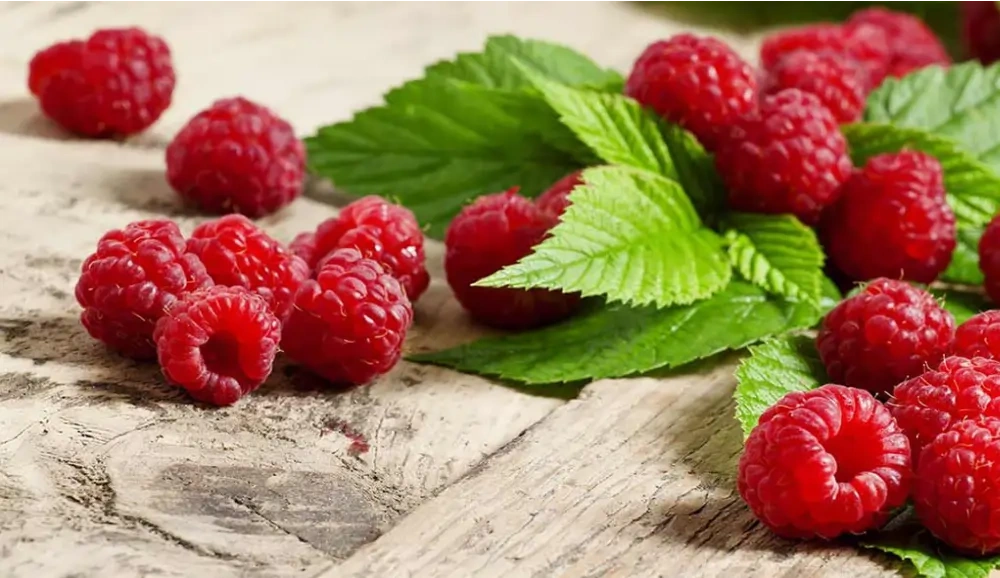 Predám sadenice ríbezlí,malín, drienky - 3