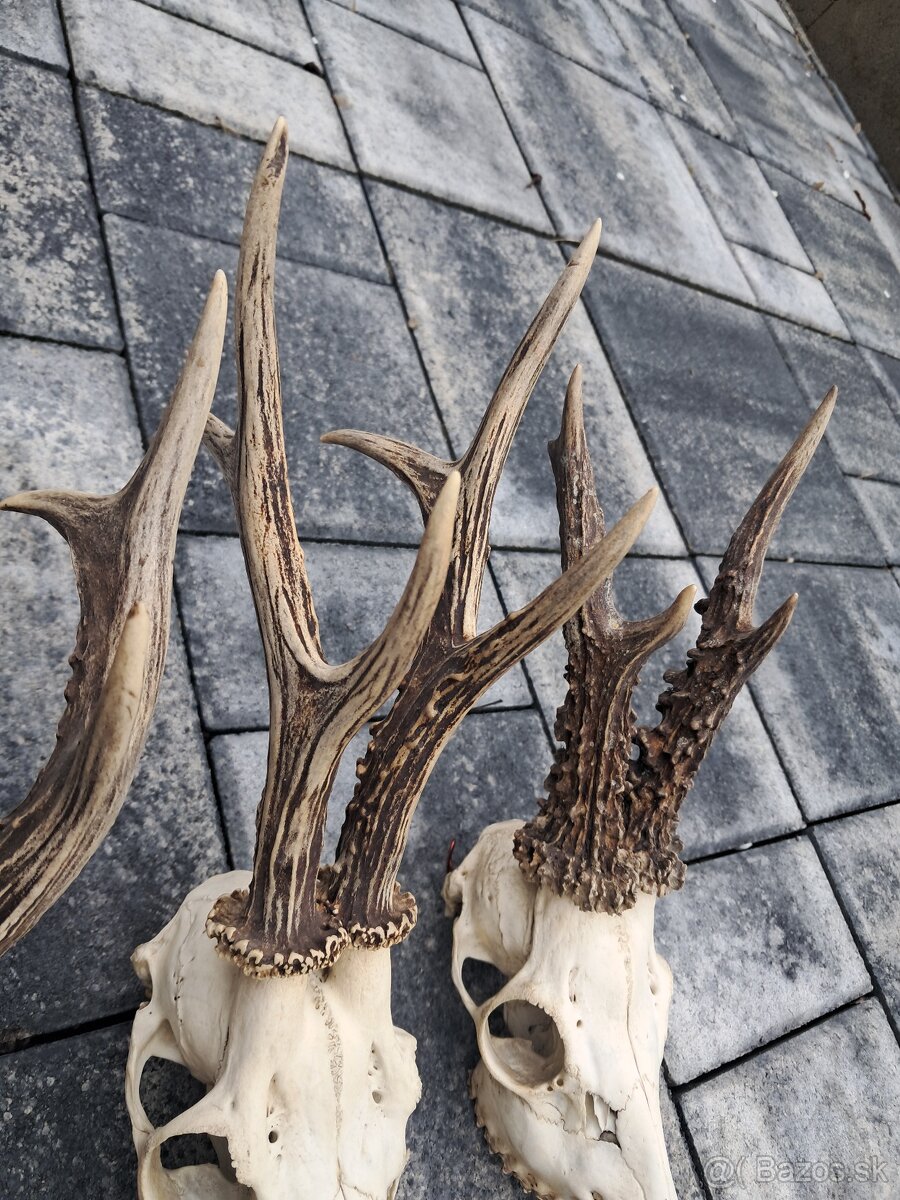 Parozie, trofej, parohy,trofeje - 3