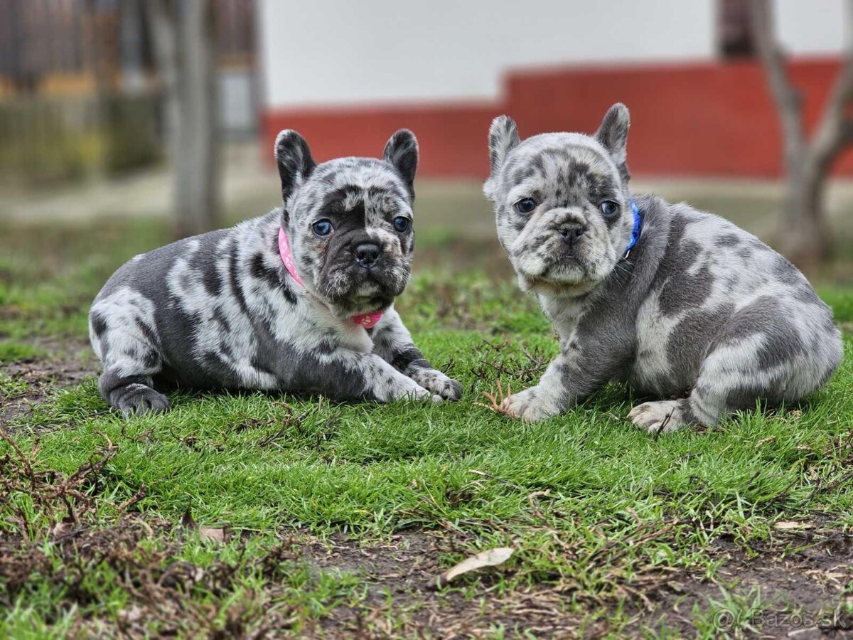 Francúzsky buldoček modrý merle - 3