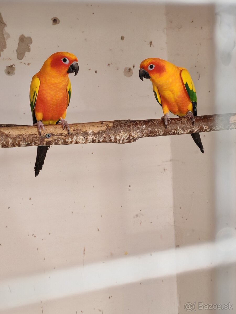 Aratinga slnečná - pár - 3