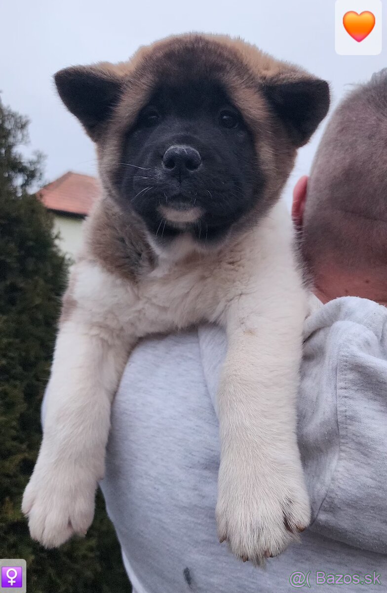 Americká akita (American akita) s PP - 3