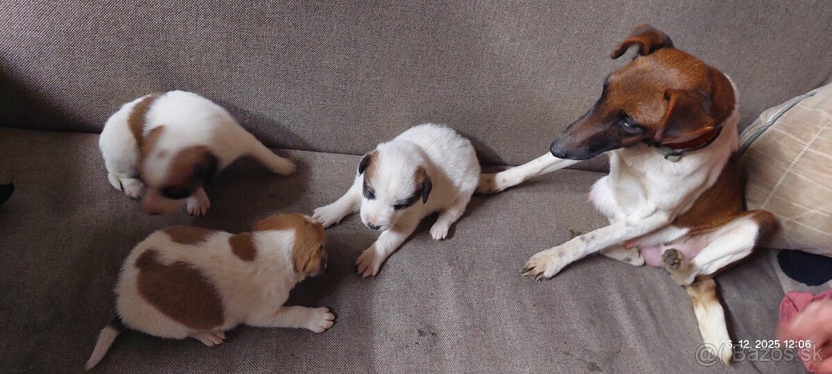 Kríženci Foxteriéra - 3