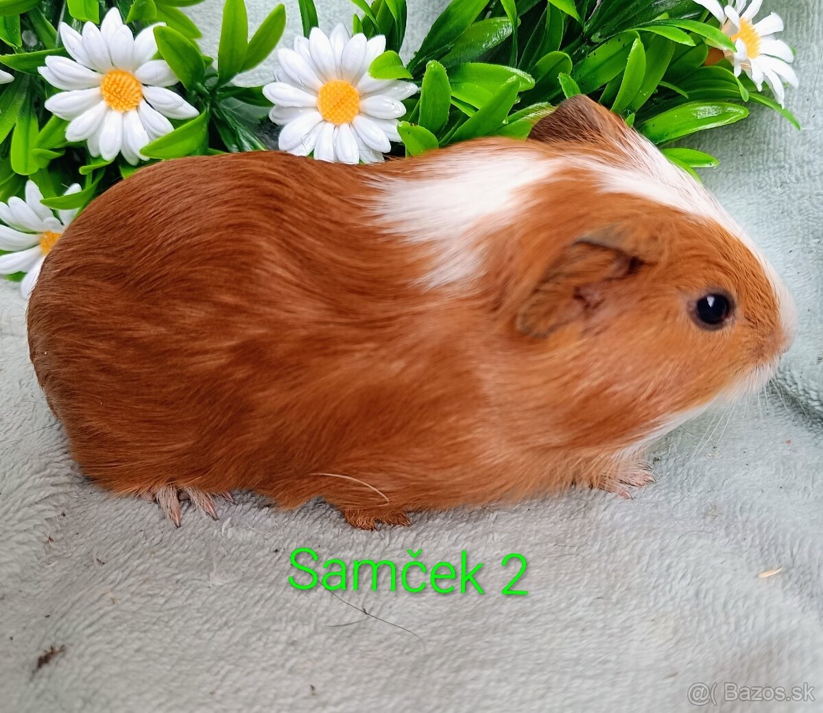 Morča/Morčiatka samčekovia - 3