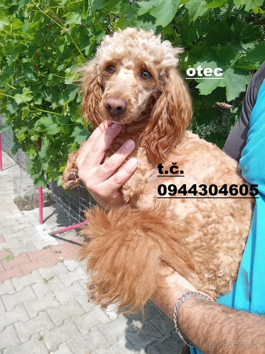 cavapoo - 3