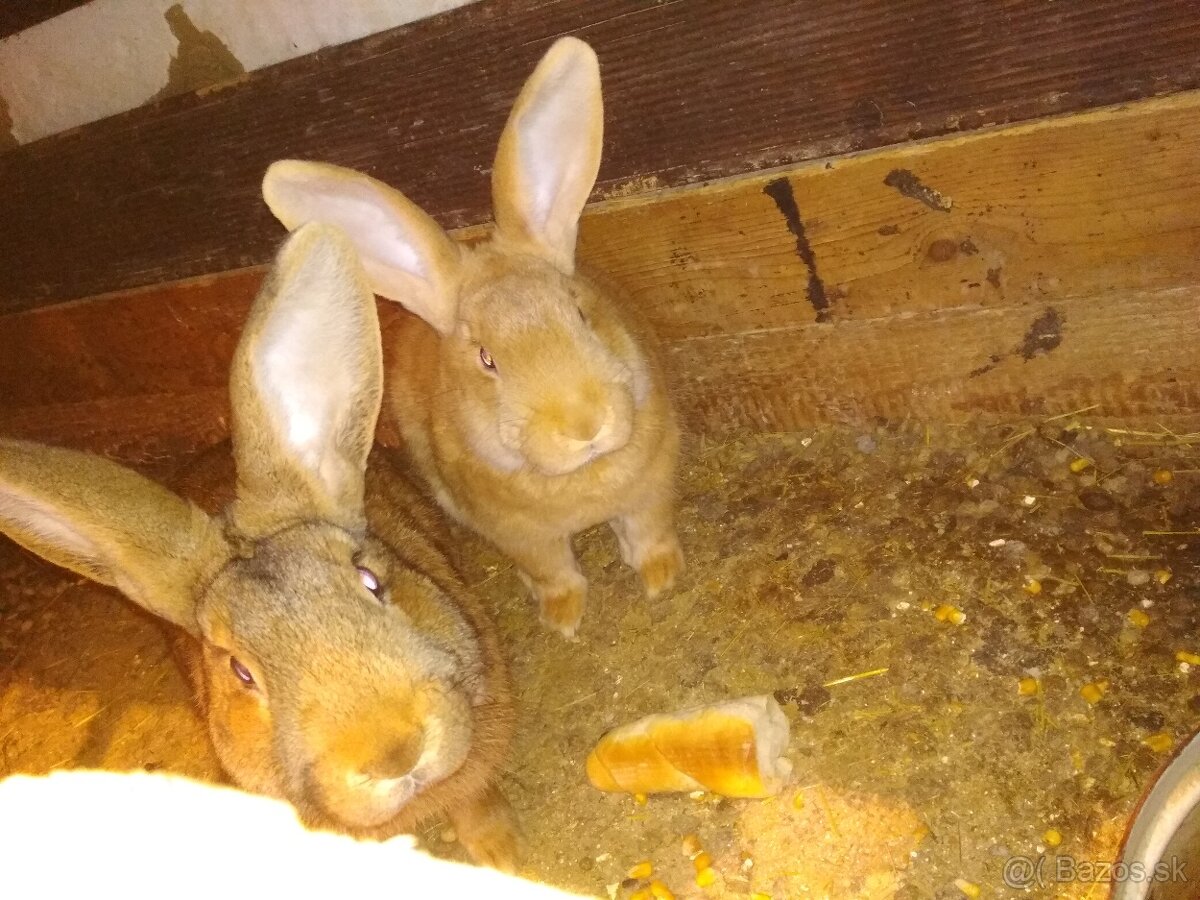 Predám zajace - 3