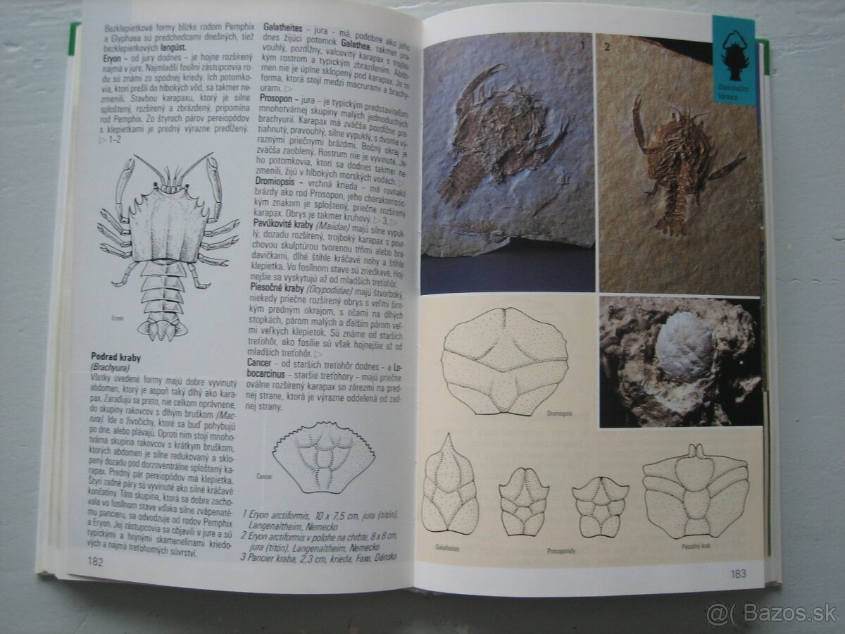 Skameneliny fosílie. - 3