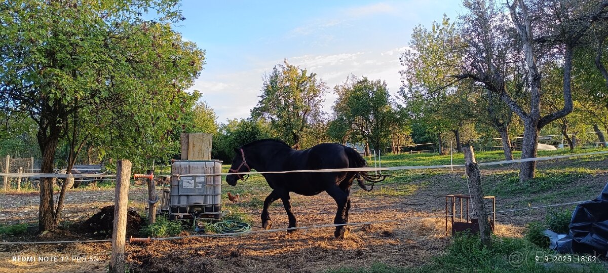 Ťažný žrebec - 3