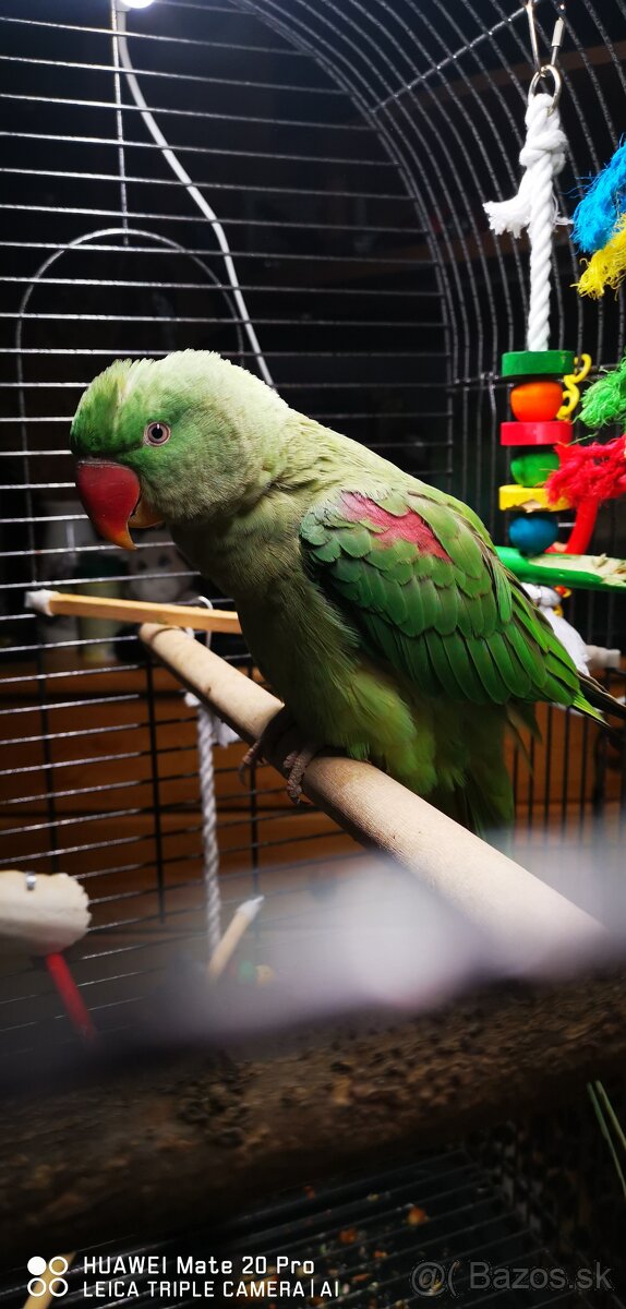 Alexander Veľký - 3