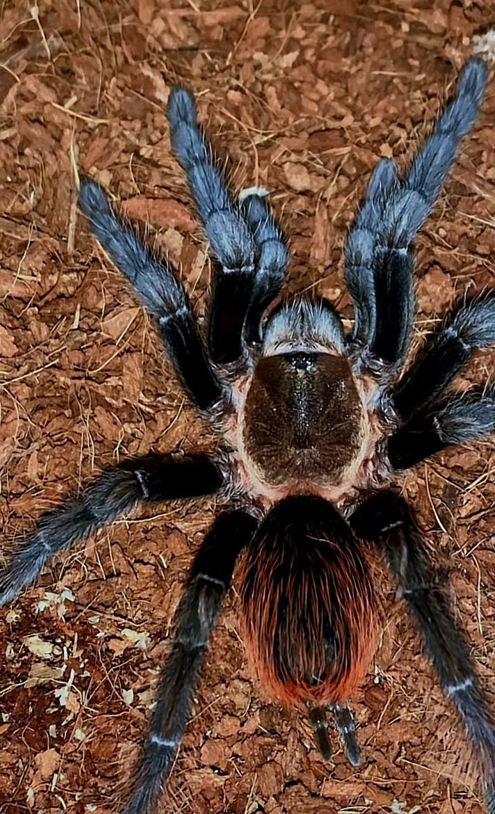 Tarantula,vtackár - 3