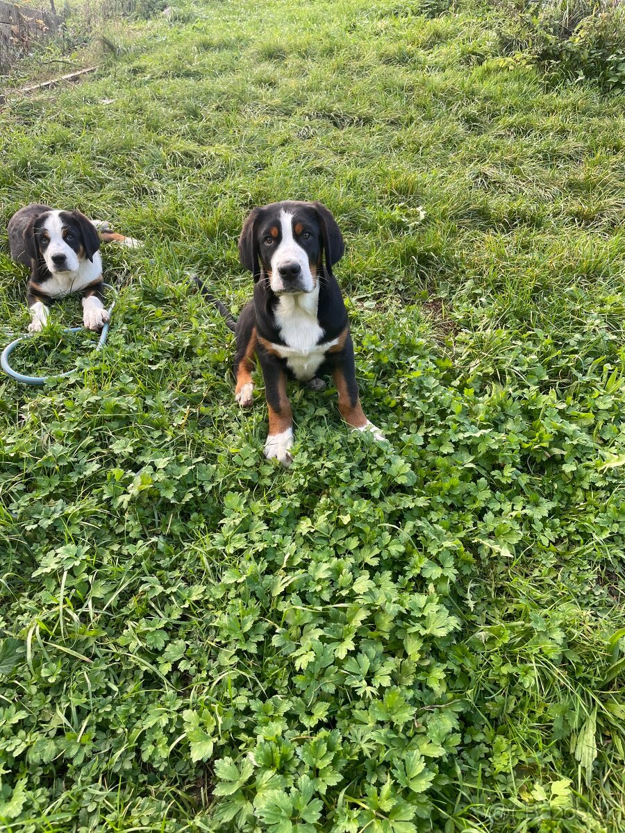 Veľký Švajčiarsky salašnícky pes - 3