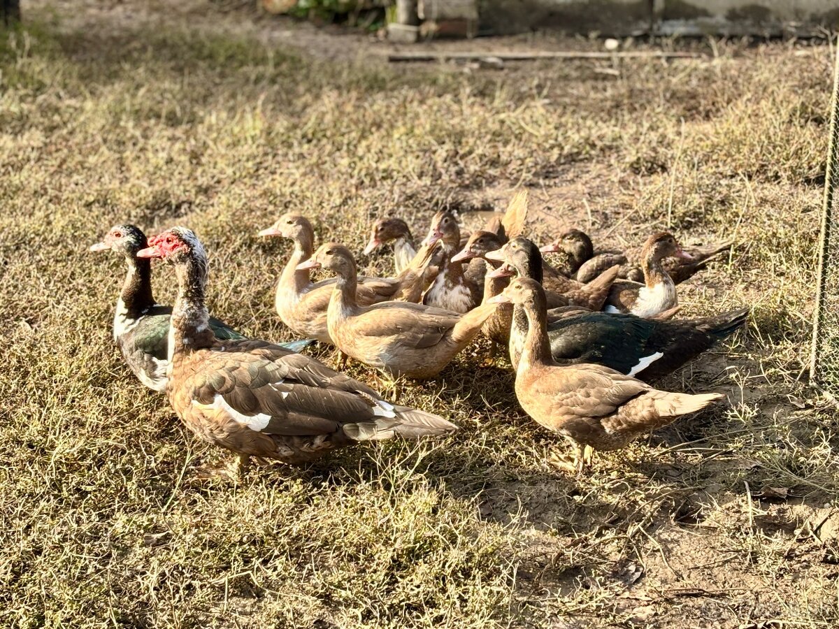 Kačica pižmová - 3