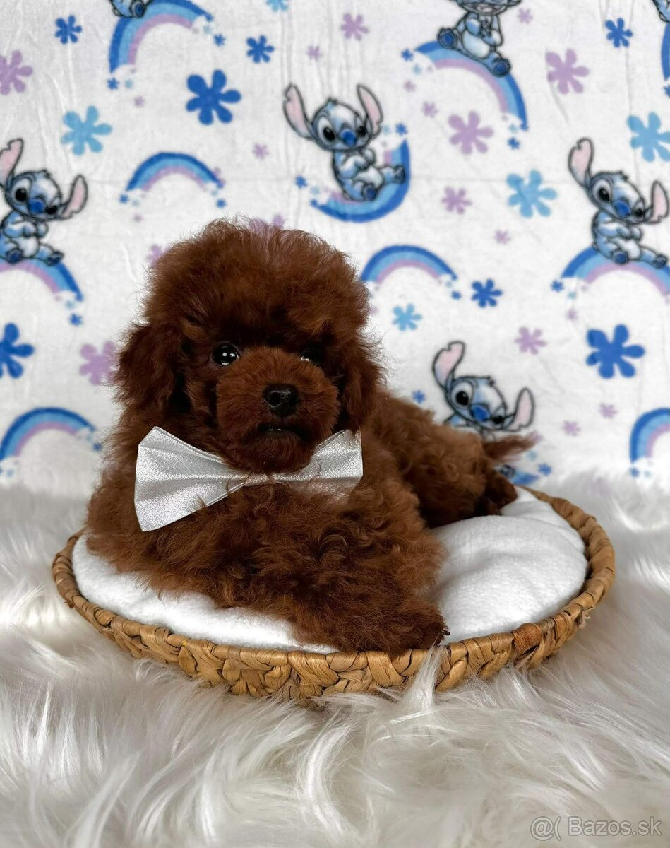 Pudel toy/Pudlík toy - red brown psíček - 3