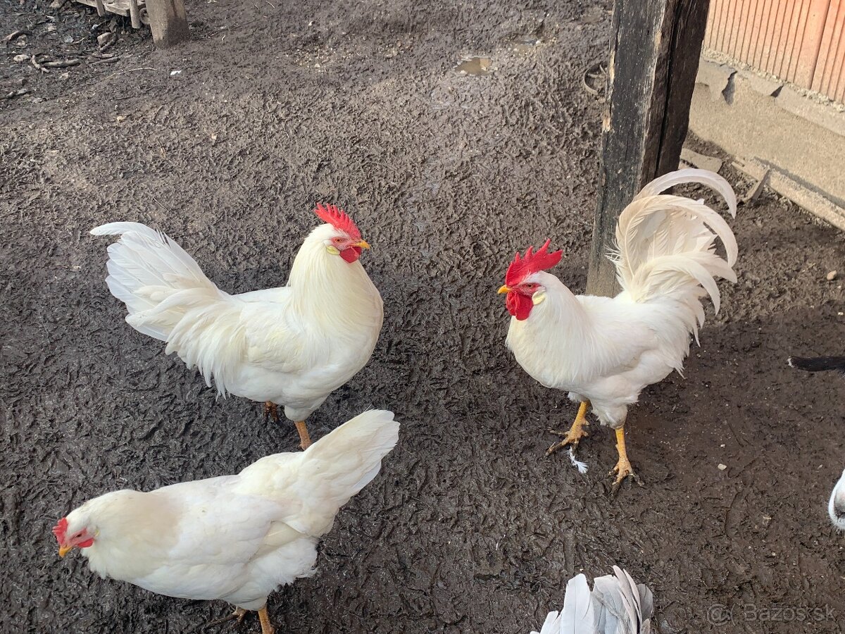Kohúty Leghorn - 3