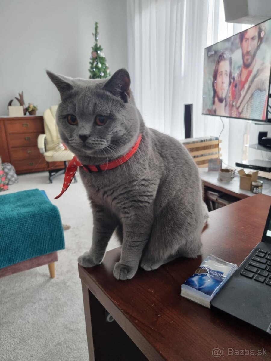 britský kocúr sivomodrý - 3