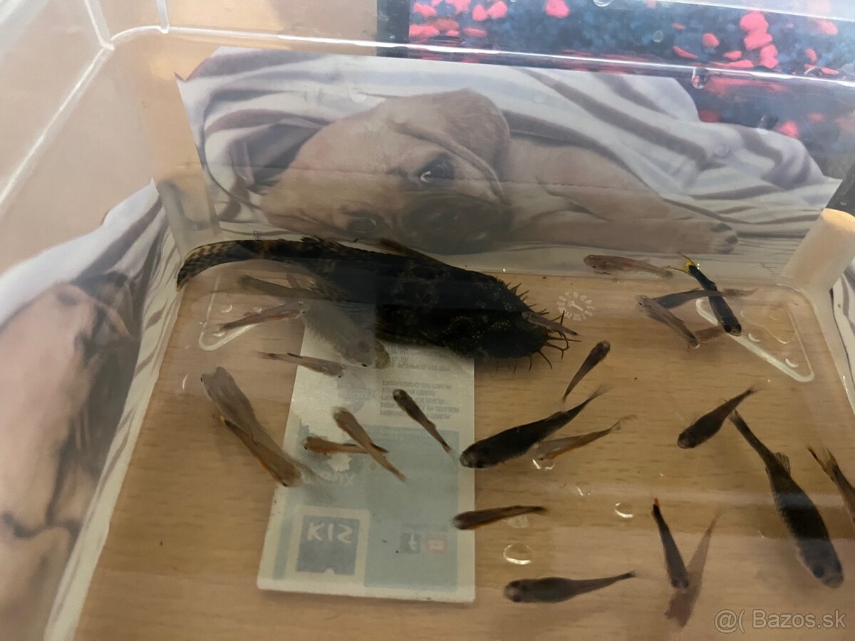 predám gubky a prisavníkov - 3