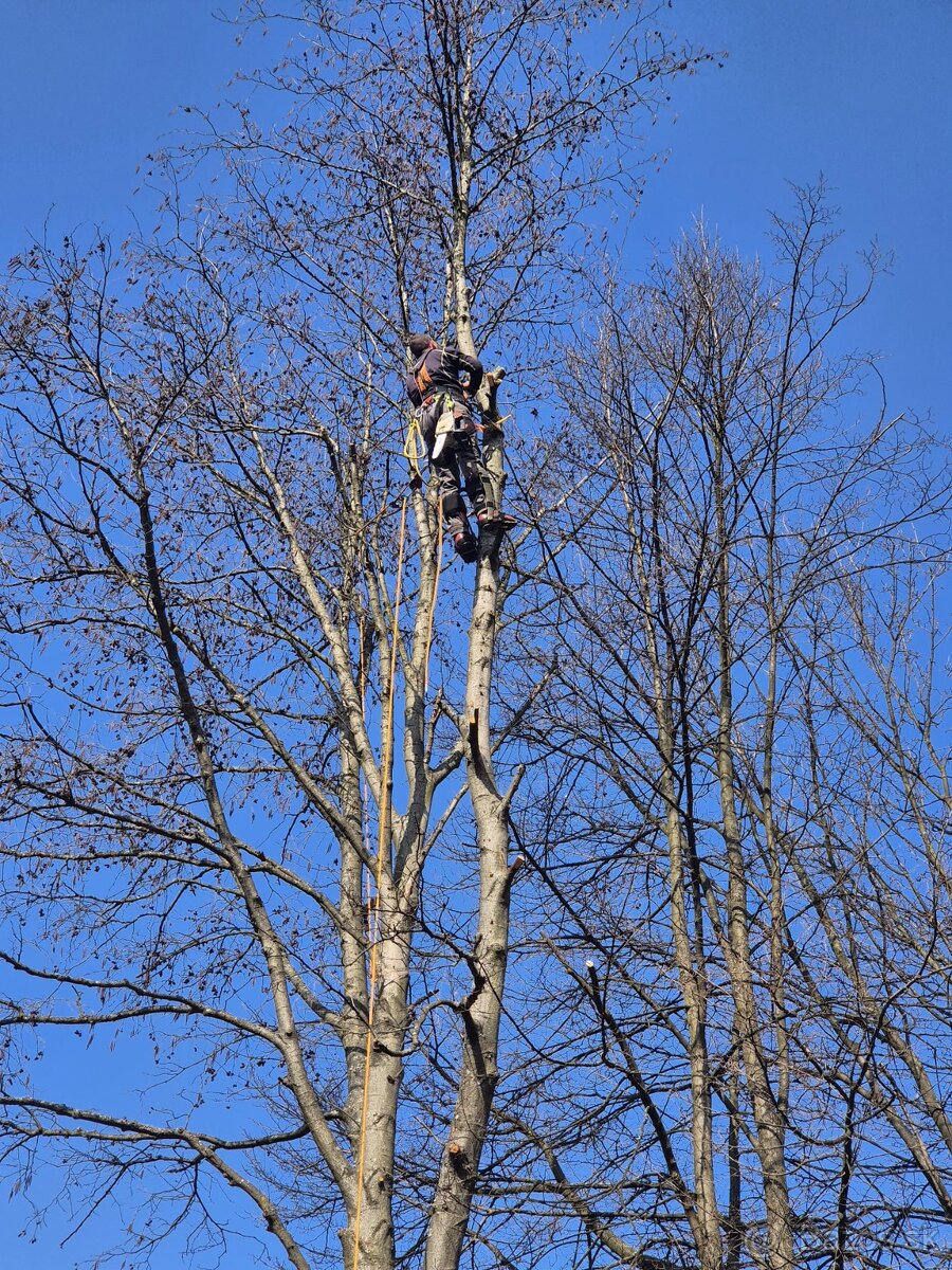 Výrub rizikových stromov - 3