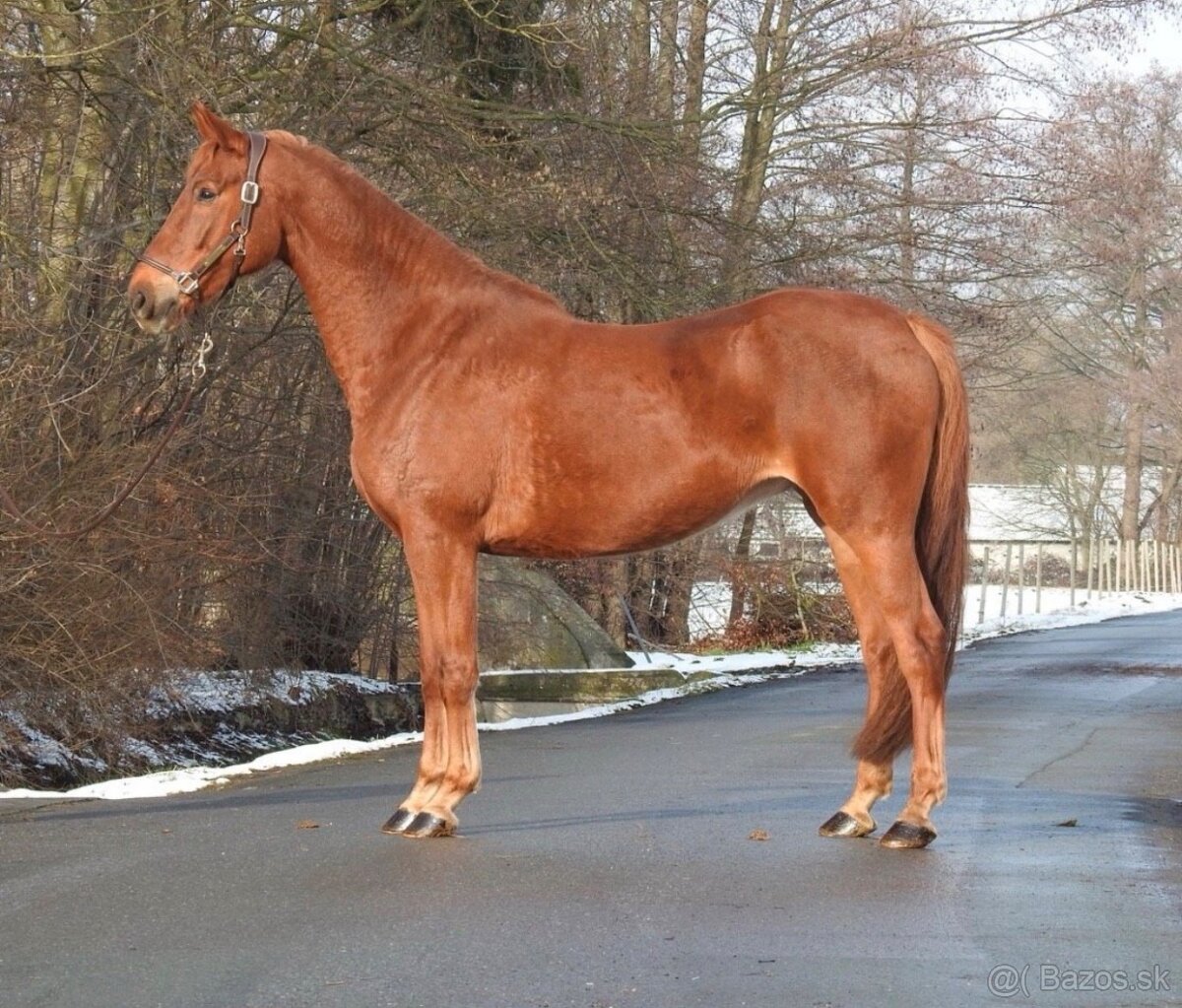 Prodám westfalskou kobylu s top původem - 3