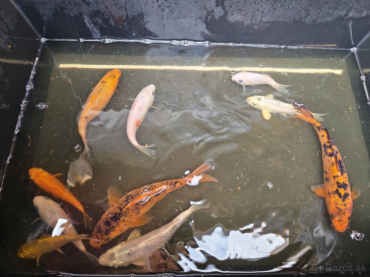 Kapre, koi kapor - 3