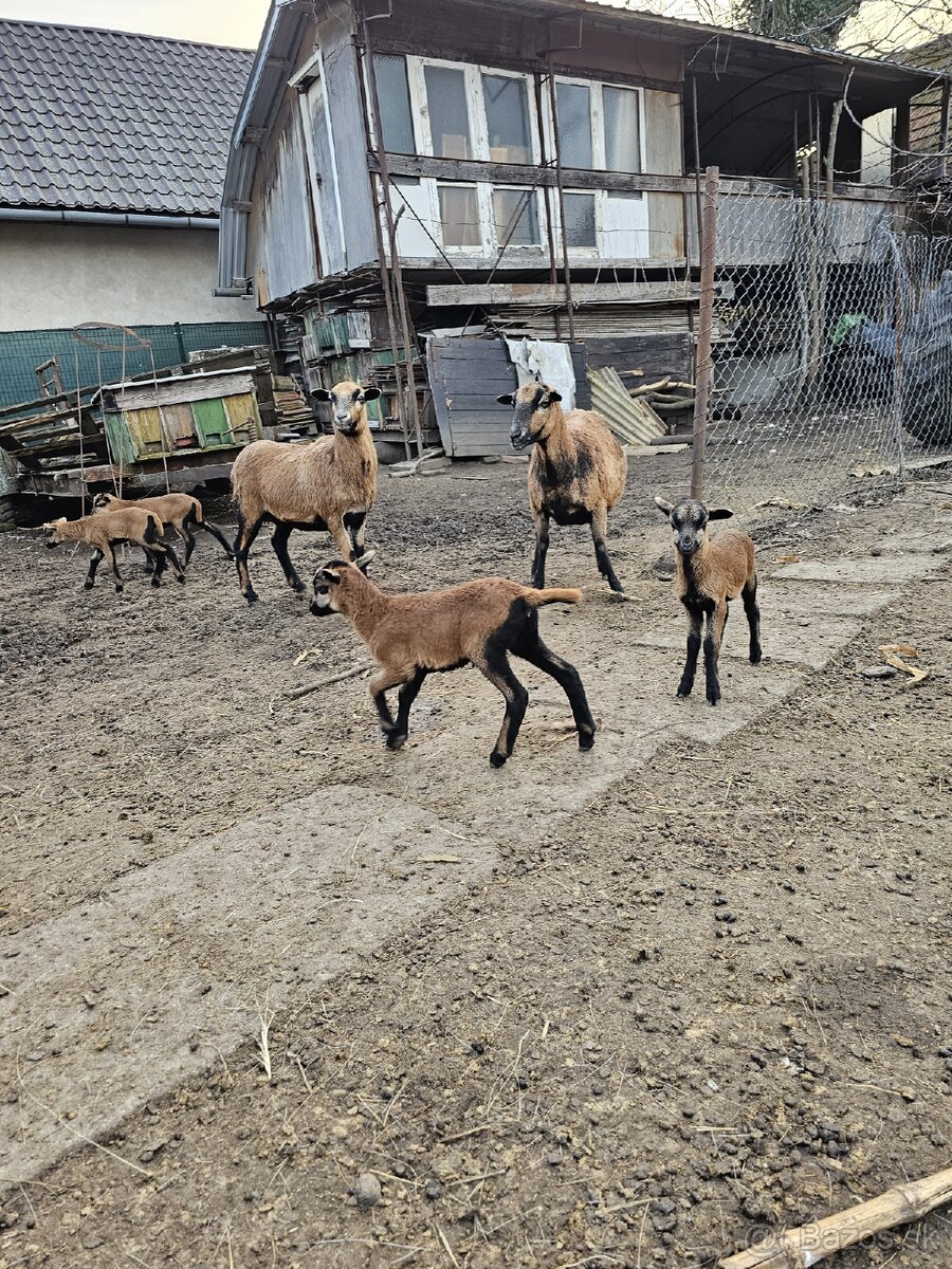 Kamerunske ovce na predaj - 3
