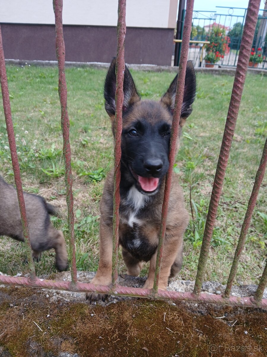 Predám Belgický ovčiak sučka - 3