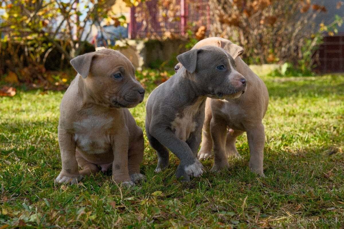 Americký stafordšírsky teriér - 3