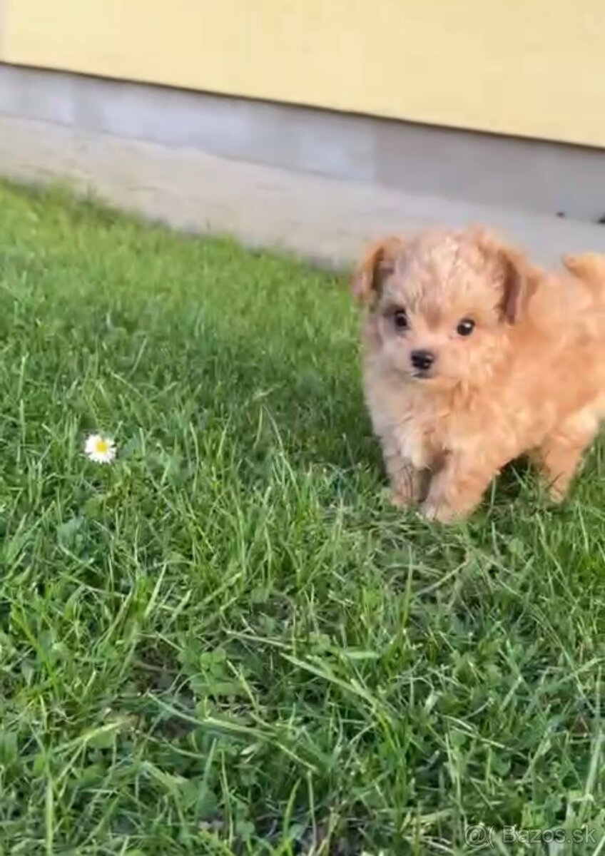 Maltipoo - 3