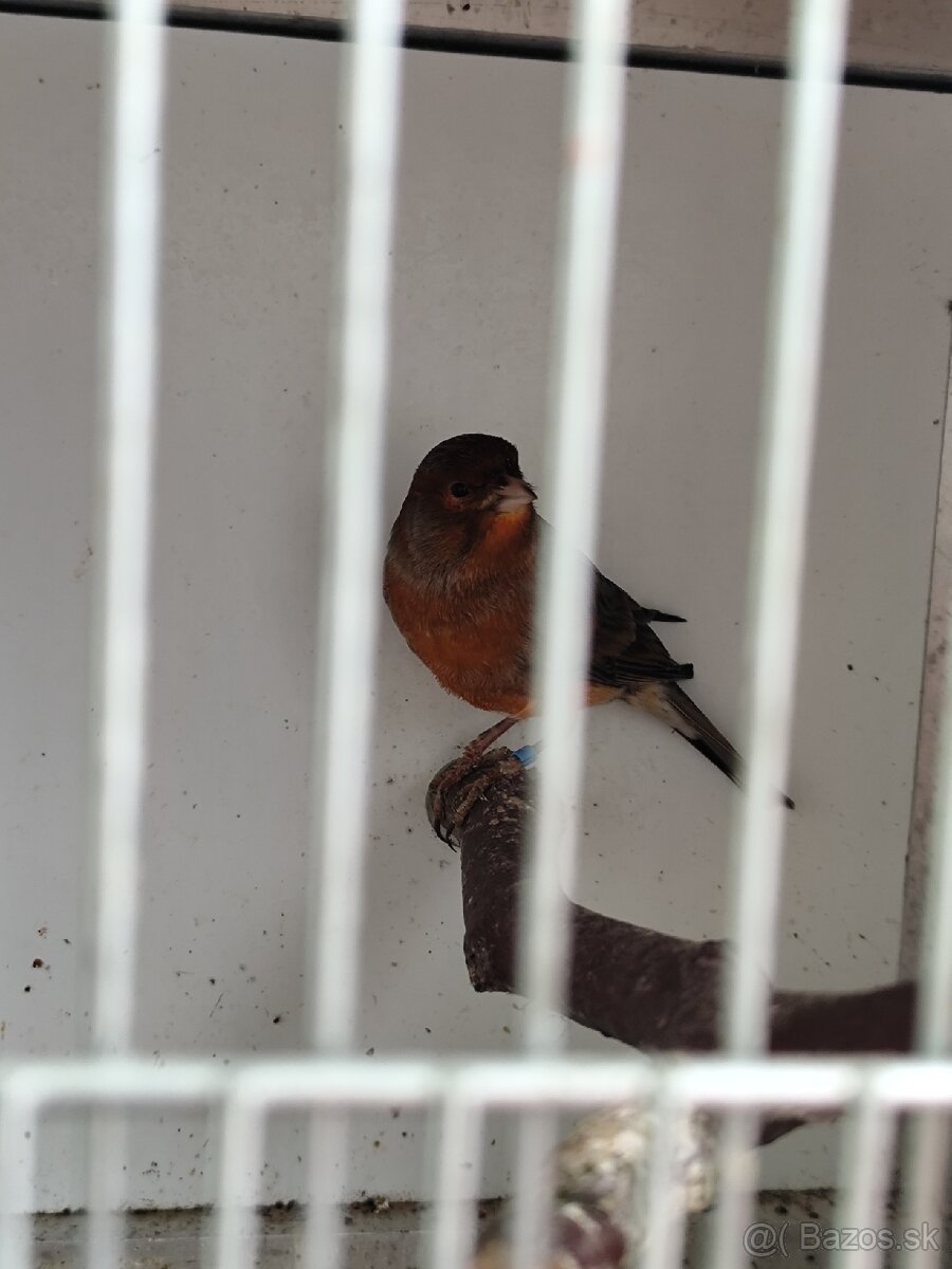 Predám kanárikov - 3