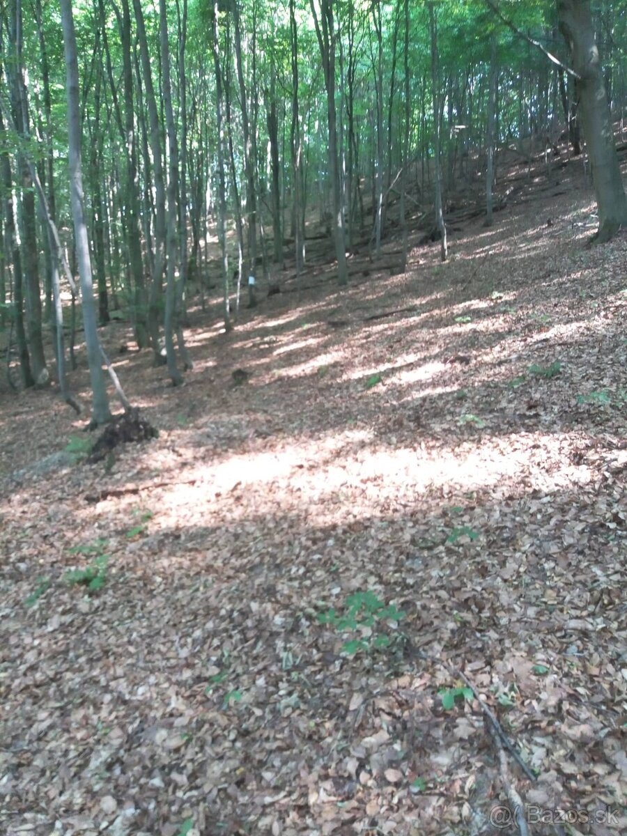 Predaj - lesy, k.ú. Vagrinec - 3