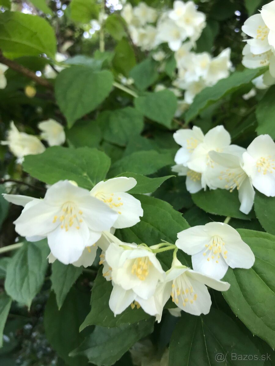 Predám JAZMÍN a PAJAZMÍN - 3