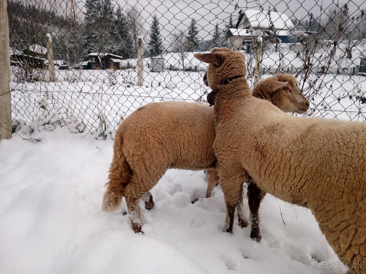 Predám dve mladé ovečky. - 3