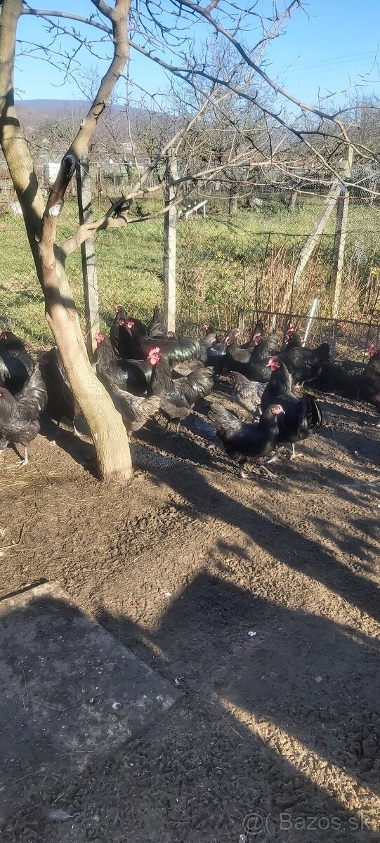 australorpka kohut - 3