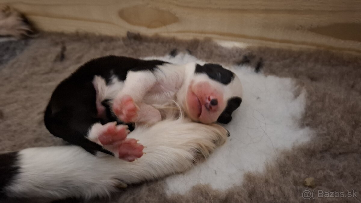 Border kólia (border collie) s PP (ISDS) - 3