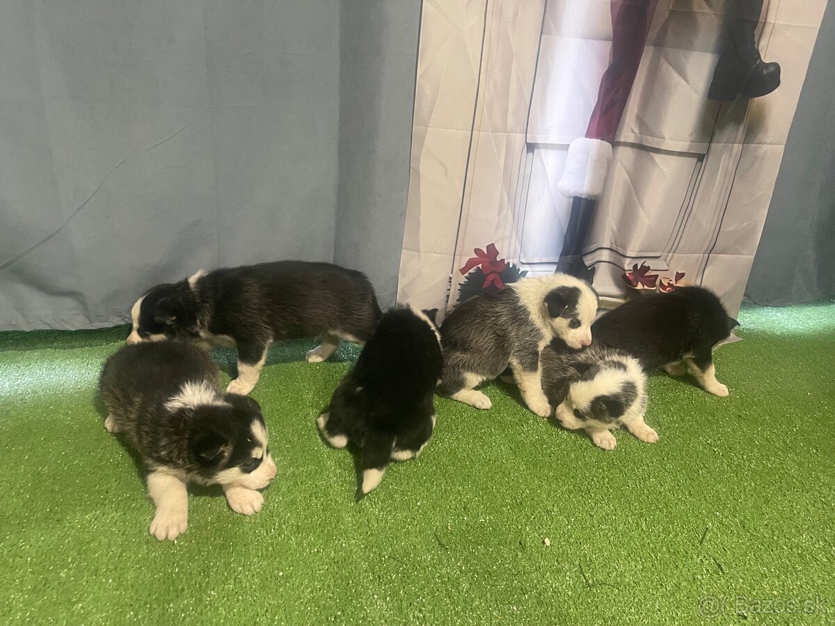 Šteniatka Husky - 3