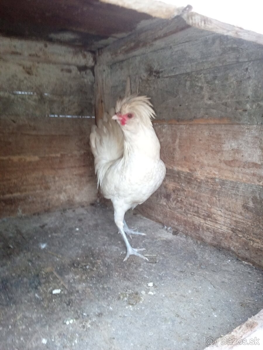 Predám kohúta Paduanka - 3