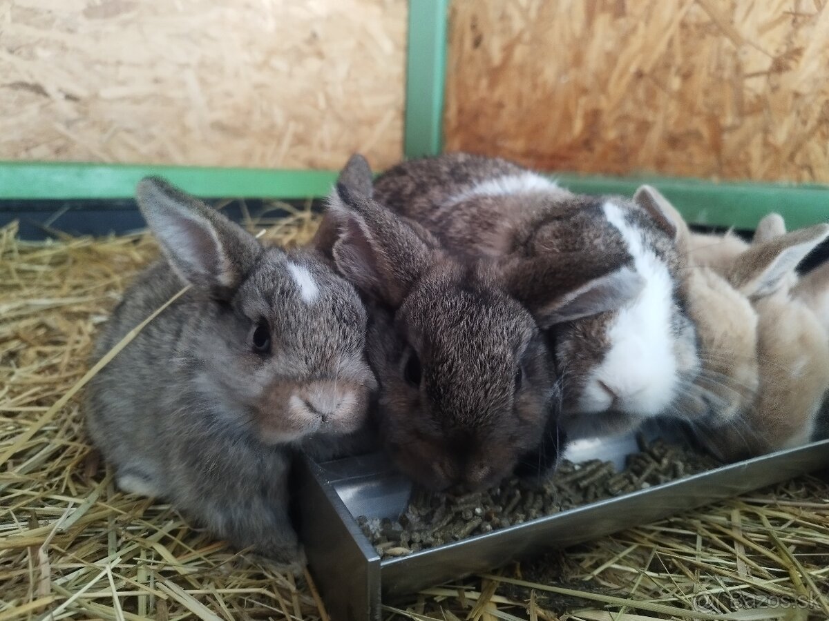 Minilop zakrsly baranček - 3