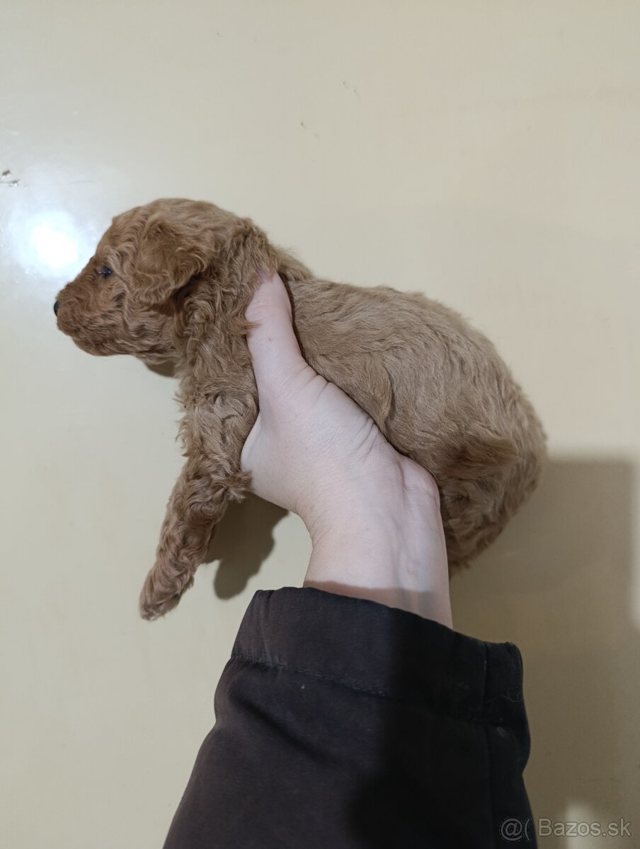 Pudlik pudel toy/trpazlici - 3