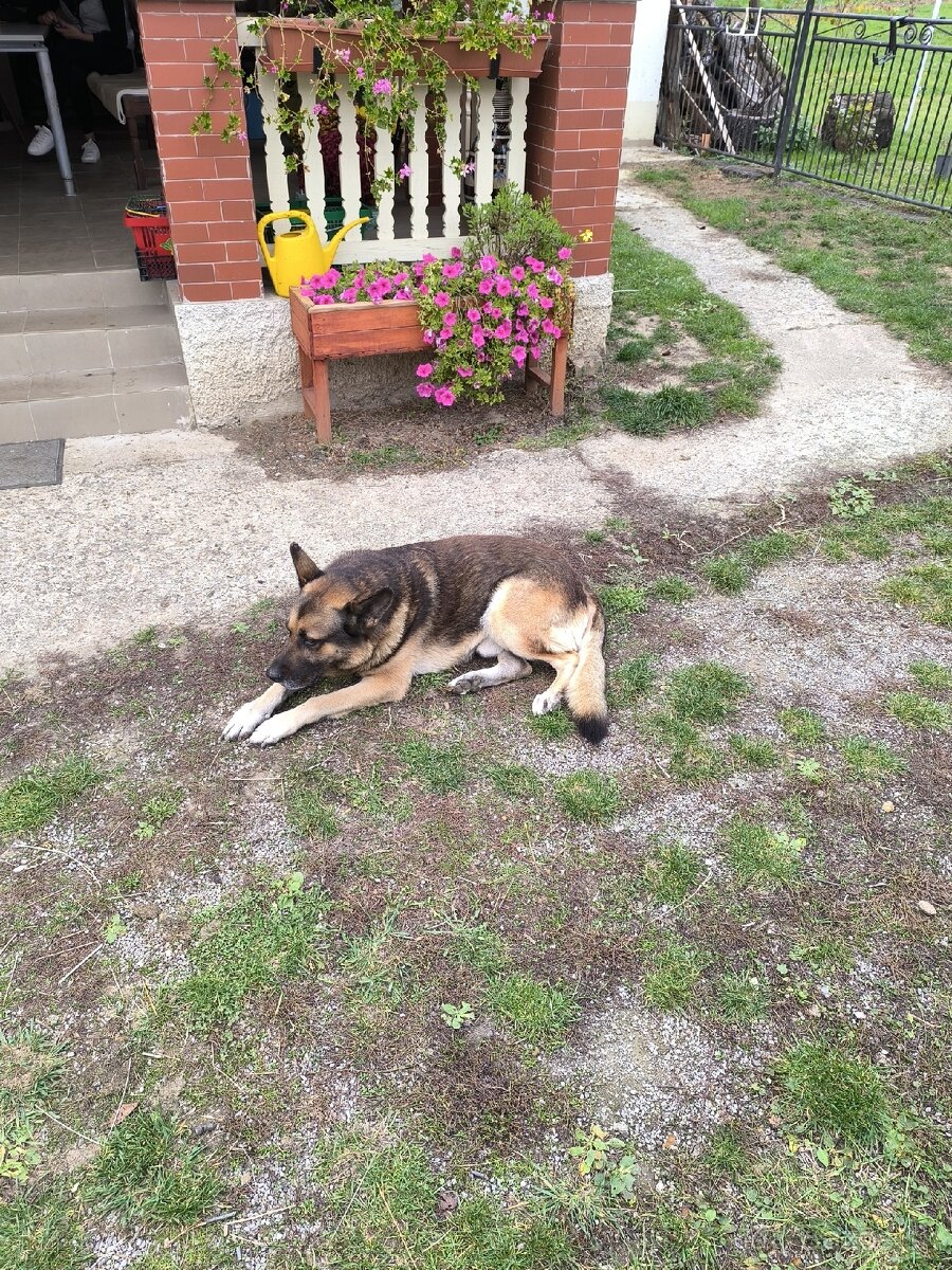 Belgický ovčiak na krytie - 3