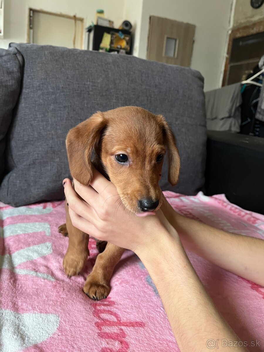 Predám šteniatka - 3