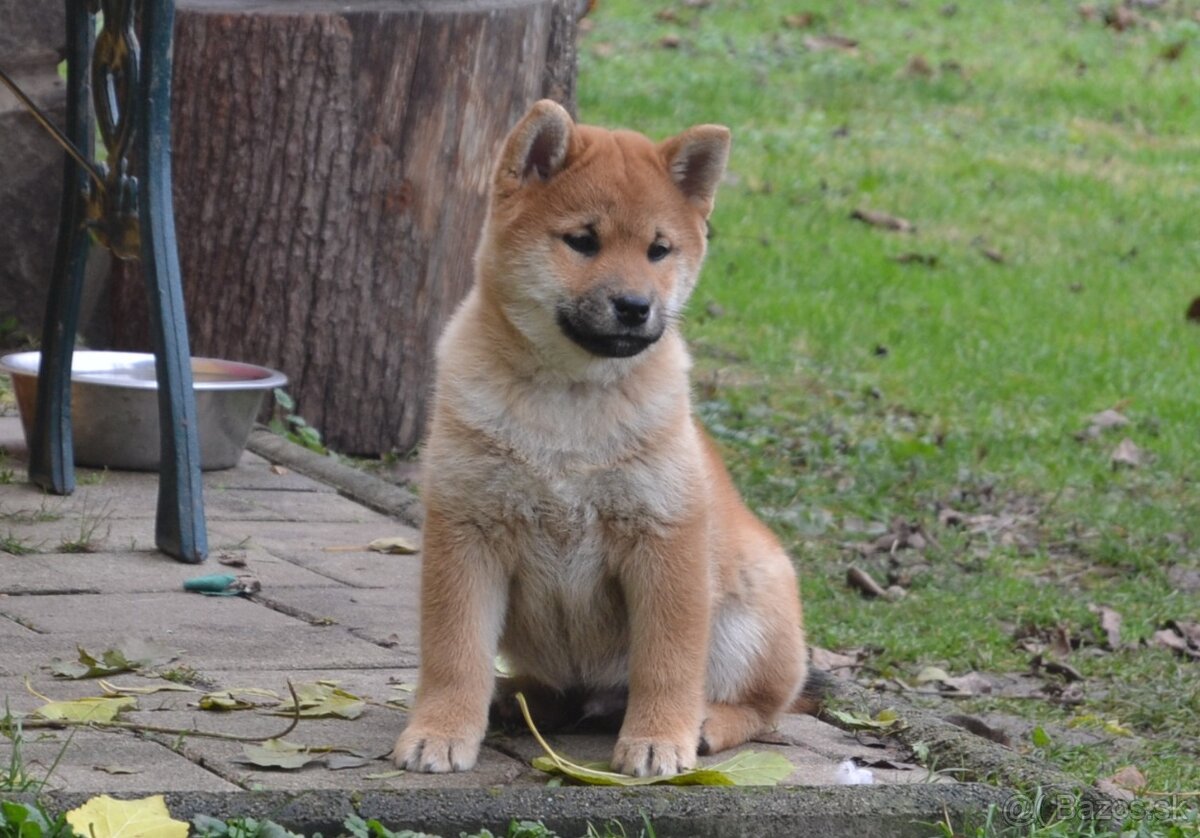 Shiba inu s PP /FCI / - 3