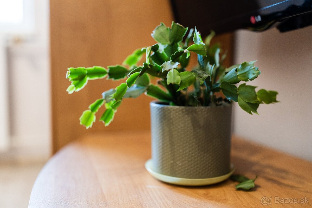 1 izbový byt Bošany - 3