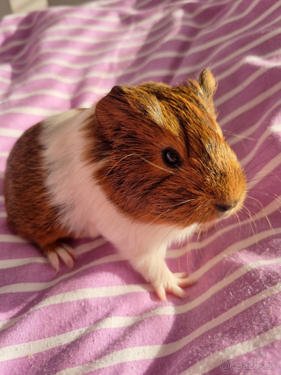 Ponúkame morčat - 3