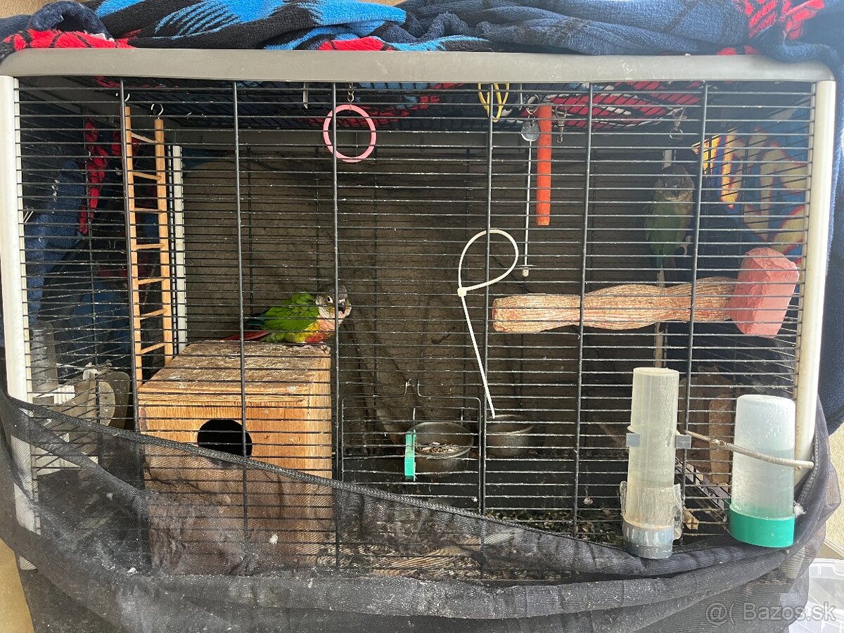 Pyrura zelenolíca, purrhura molinae - 3