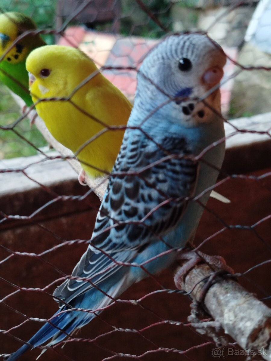 Andulky - 3