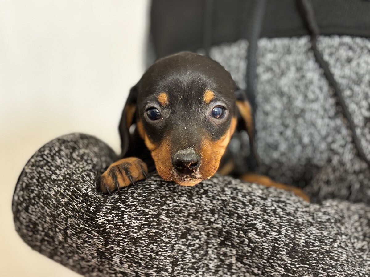 Jazvečík trpasličí - 3