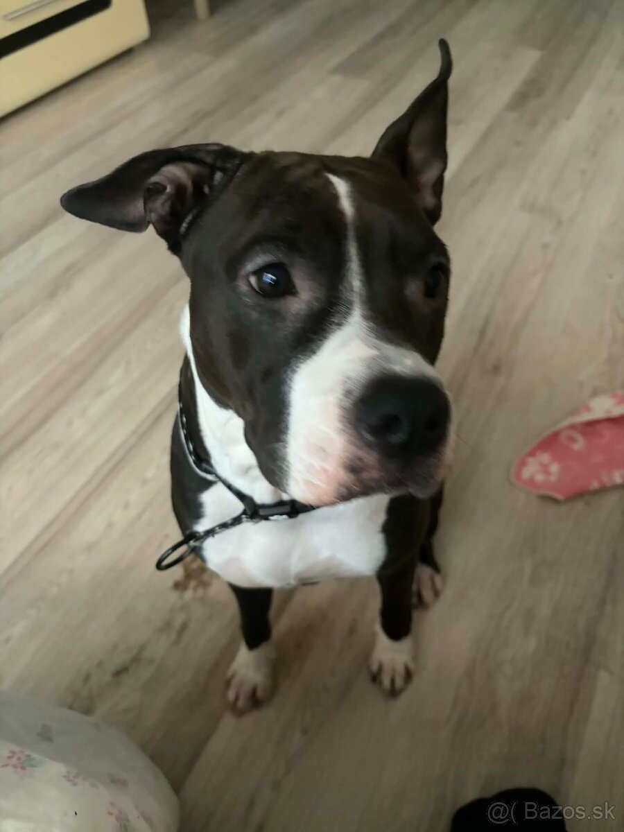 Americký stafordšírsky teriér - 3